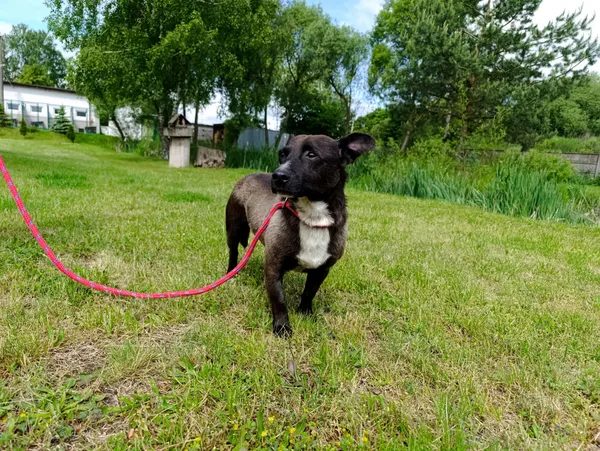 Pies do adopcji, Bełchatów, 8 maja 2025 (5/5)