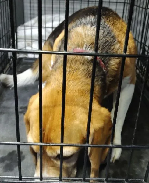 Znaleziono psa, Radom, 29 maja 2025