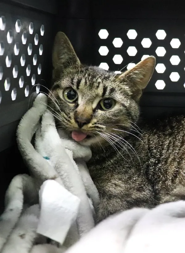 Znaleziono kota, Łódź, 30 maja 2025 (1/2)