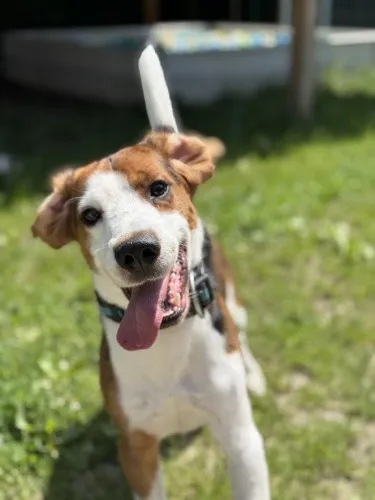 Pies do adopcji, Kraków, 16 maja 2025 (1/5)