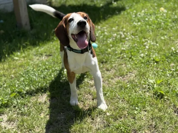 Pies do adopcji, Kraków, 16 maja 2025 (2/5)