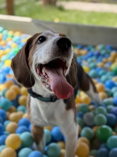 Pies do adopcji, Kraków, 16 maja 2025 (3/5)