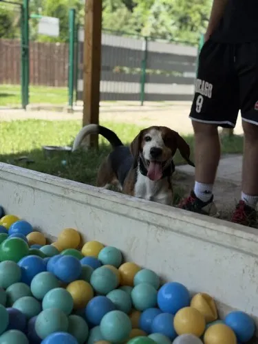 Pies do adopcji, Kraków, 16 maja 2025 (4/5)