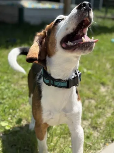 Pies do adopcji, Kraków, 16 maja 2025 (5/5)