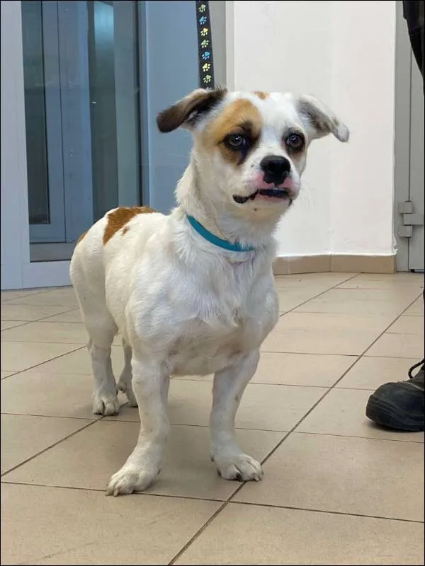 Znaleziono psa, Grudziądz, 31 maja 2025