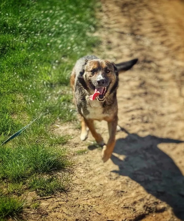 Pies do adopcji, Dłużyna Górna, 31 maja 2025 (4/5)