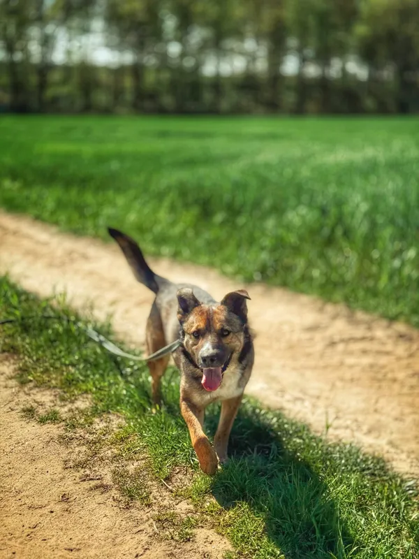 Pies do adopcji, Dłużyna Górna, 31 maja 2025 (5/5)
