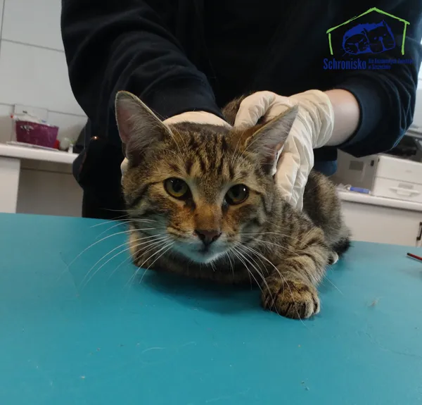 Znaleziono kota, Szczecin, 31 maja 2025 (2/2)