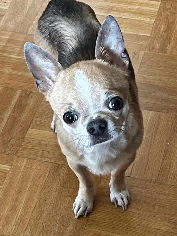 Zaginął pies, Wasilków, 1 czerwca 2025