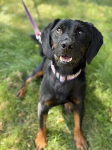 Pies do adopcji, Kraków, 17 maja 2025 (1/5)