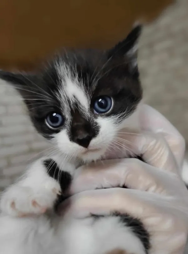 Znaleziono kota, Lublin, 29 maja 2025