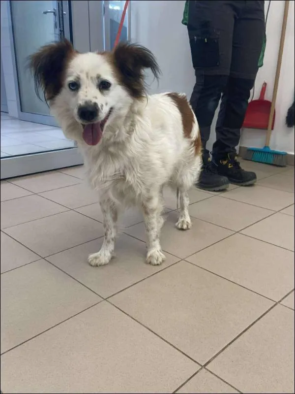 Znaleziono psa, Grudziądz, 1 czerwca 2025