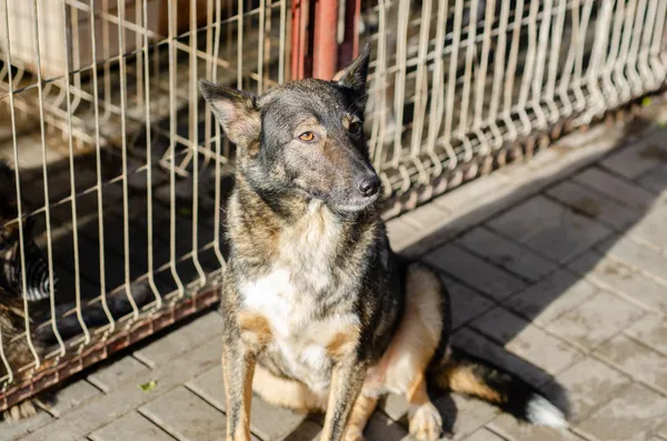 Oddam psa, Szłapy, 2 czerwca 2025 (4/5)