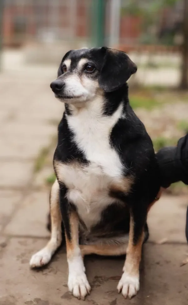 Oddam psa, Warszawa, Nowe Miasto, 2 czerwca 2025 (2/4)