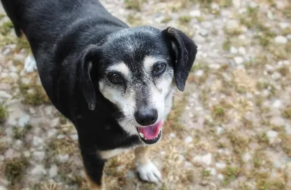 Oddam psa, Warszawa, Nowe Miasto, 2 czerwca 2025 (4/4)