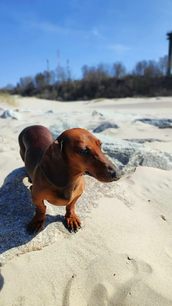 Zaginął pies, Łąkie, 2 czerwca 2025 (1/2)