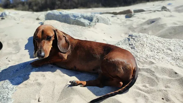 Zaginął pies, Łąkie, 2 czerwca 2025 (2/2)