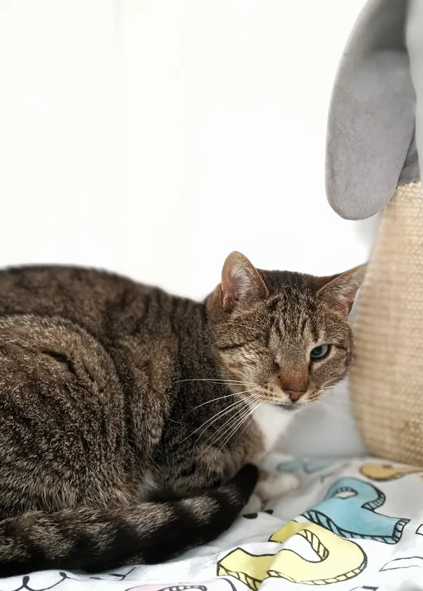 Oddam kota, Olsztyn, Grunwaldzkie, 2 czerwca 2025