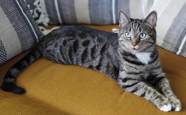 Zaginął kot, Gdańsk, Brętowo, 2 czerwca 2025