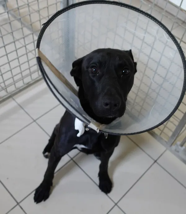 Znaleziono psa, Gdańsk, 2 czerwca 2025