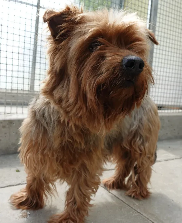 Znaleziono psa, Gdańsk, 2 czerwca 2025