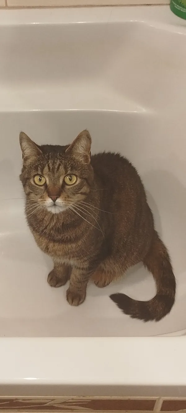 Zaginął kot, Łódź, 2 czerwca 2025