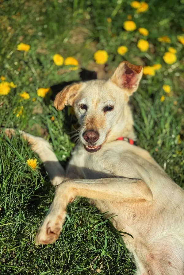 Pies do adopcji, Dłużyna Górna, 2 czerwca 2025 (1/5)