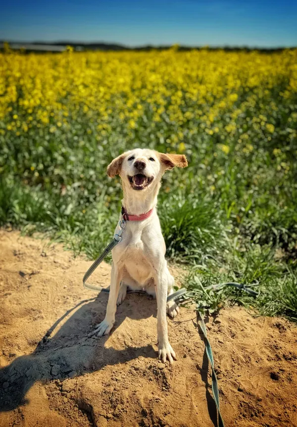 Pies do adopcji, Dłużyna Górna, 2 czerwca 2025 (2/5)