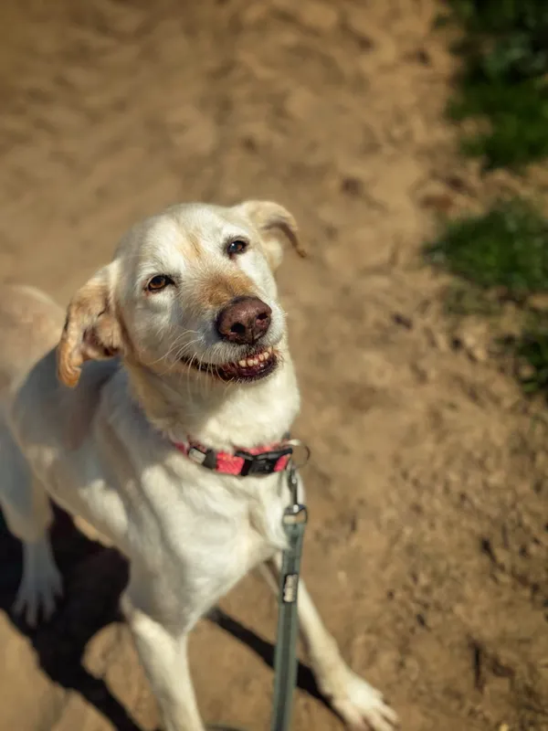 Pies do adopcji, Dłużyna Górna, 2 czerwca 2025 (3/5)