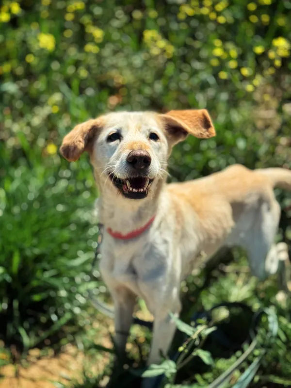 Pies do adopcji, Dłużyna Górna, 2 czerwca 2025 (4/5)