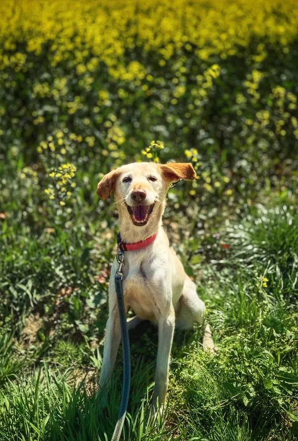 Pies do adopcji, Dłużyna Górna, 2 czerwca 2025 (5/5)