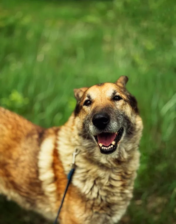 Pies do adopcji, Dłużyna Górna, 2 czerwca 2025 (1/5)