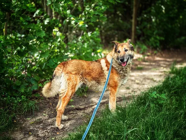 Pies do adopcji, Dłużyna Górna, 2 czerwca 2025 (4/5)