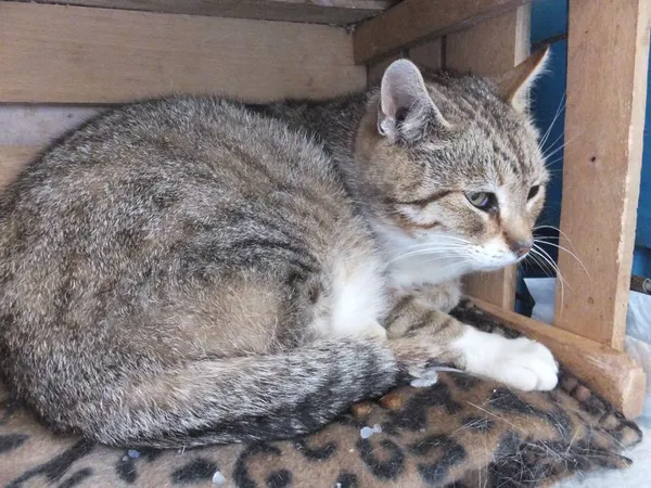 Znaleziono kota, Nowa Krępa, 22 maja 2024