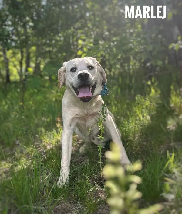 Pies do adopcji, Rytlów, 2 czerwca 2025