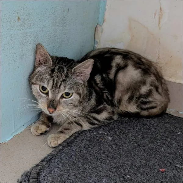 Znaleziono kota, Grudziądz, 2 czerwca 2025