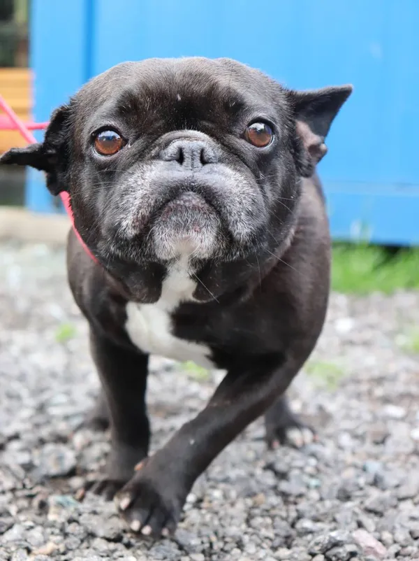 Znaleziono psa, Łódź, 1 czerwca 2025 (2/3)