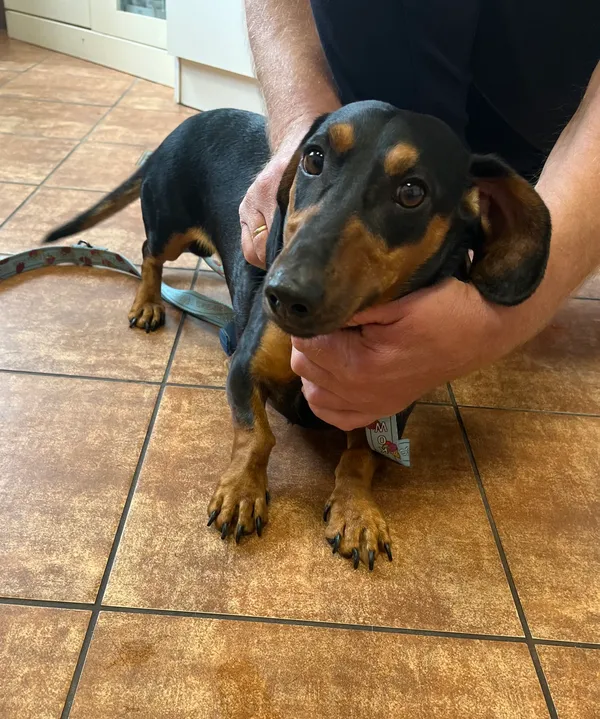 Znaleziono psa, Dobra, 31 maja 2025