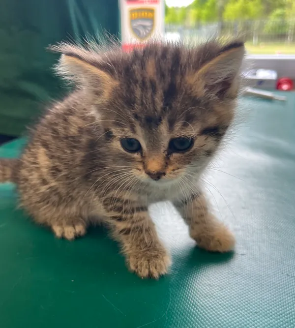 Znaleziono kota, Dobra, 2 czerwca 2025