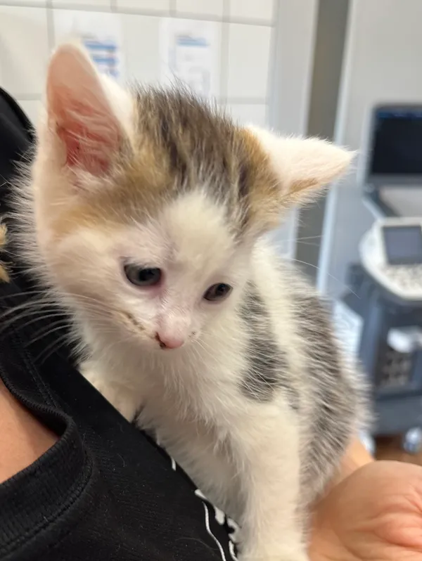 Znaleziono kota, Dobra, 2 czerwca 2025