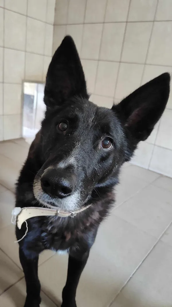 Pies do adopcji, Sosnowiec, 21 września 2022 (1/2)