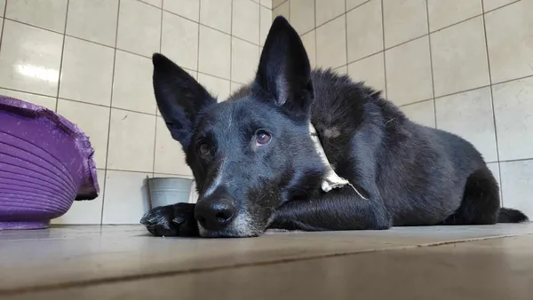 Pies do adopcji, Sosnowiec, 21 września 2022 (2/2)