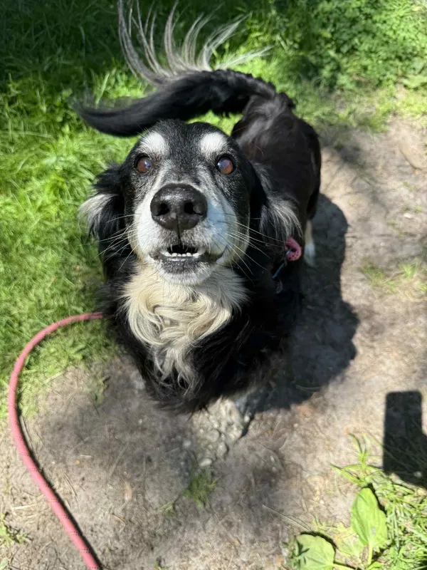 Pies do adopcji, Włocławek, 1 czerwca 2025 (1/4)