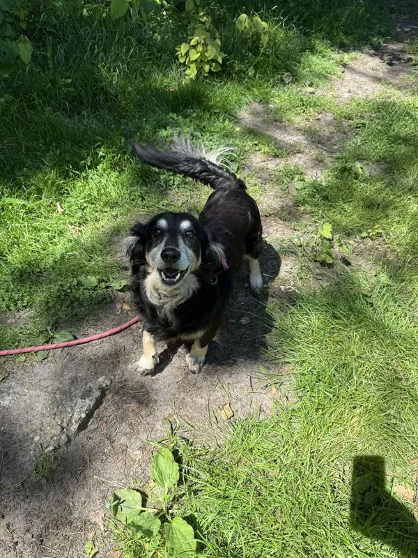 Pies do adopcji, Włocławek, 1 czerwca 2025 (3/4)