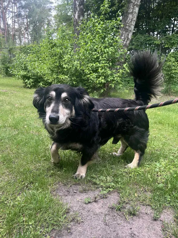 Pies do adopcji, Włocławek, 1 czerwca 2025 (4/4)