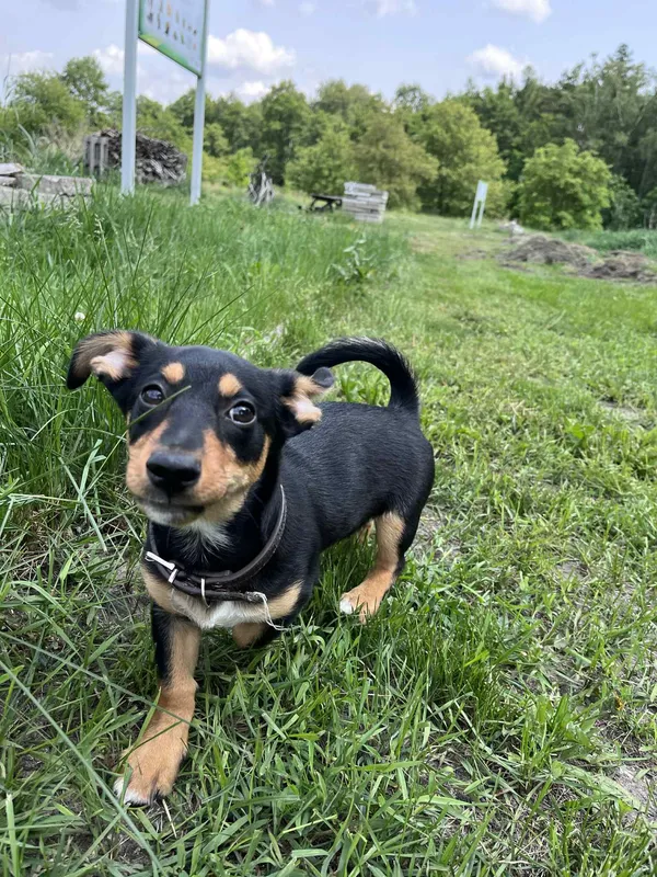 Pies do adopcji, Włocławek, 30 maja 2025 (1/5)