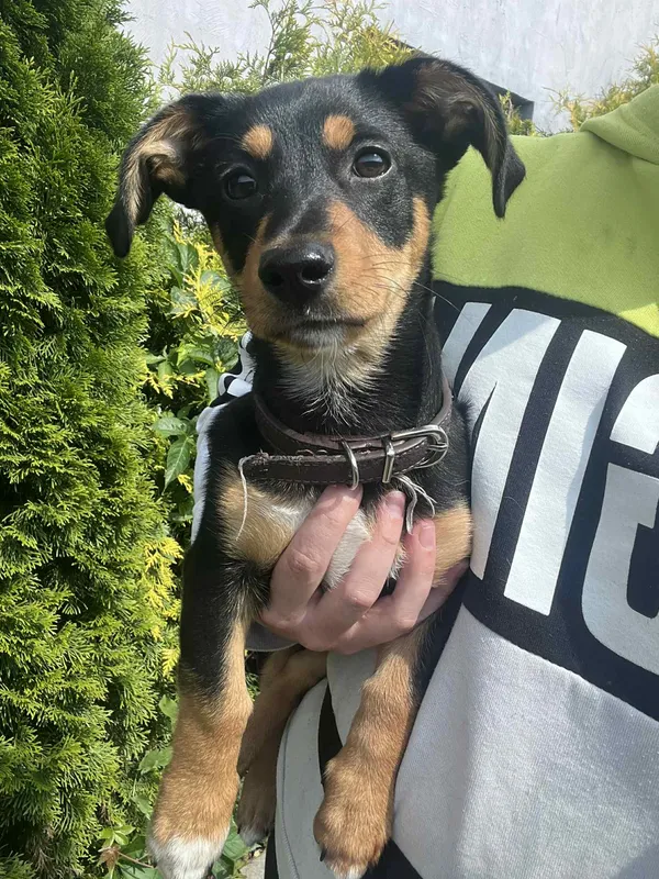 Pies do adopcji, Włocławek, 30 maja 2025 (2/5)