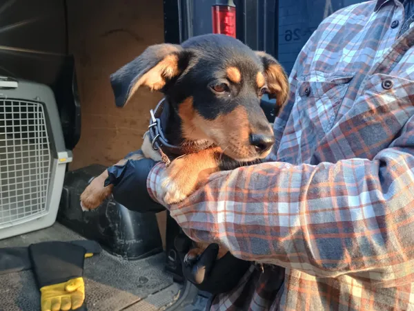 Pies do adopcji, Włocławek, 30 maja 2025 (3/5)