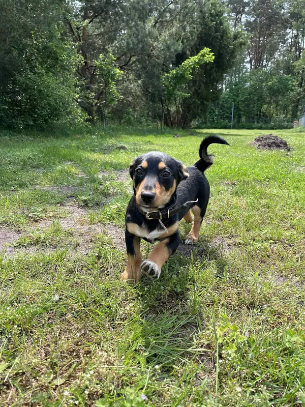 Pies do adopcji, Włocławek, 30 maja 2025 (5/5)