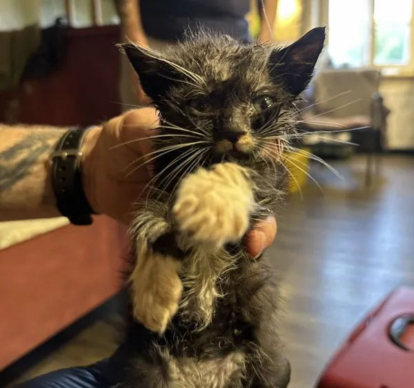 Znaleziono kota, Toruń, 1 czerwca 2025